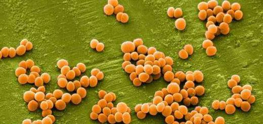 Ինչու է Staphylococcus aureus- ը վտանգավոր հղիության ընթացքում
